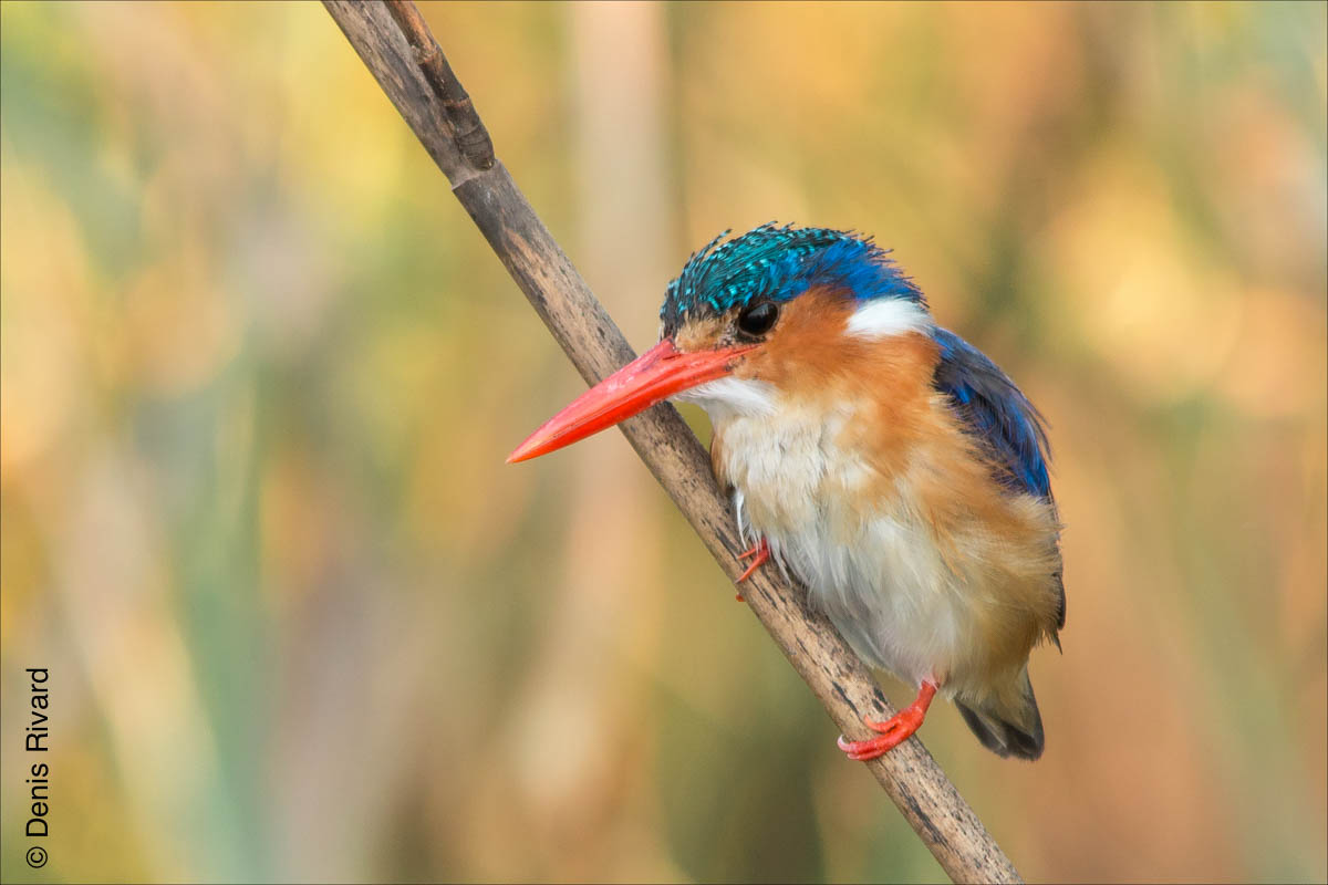 Malachite Kingfisher (Martin-pêcheur huppé) on Kwando Riverby Marie-France and Denis Rivard © 